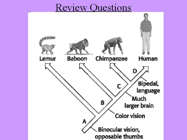 Review Questions 