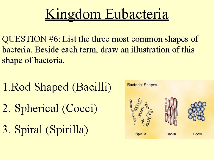 Kingdom Eubacteria QUESTION #6: List the three most common shapes of bacteria. Beside each