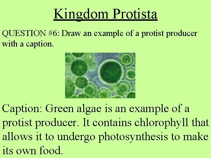 Kingdom Protista QUESTION #6: Draw an example of a protist producer with a caption.