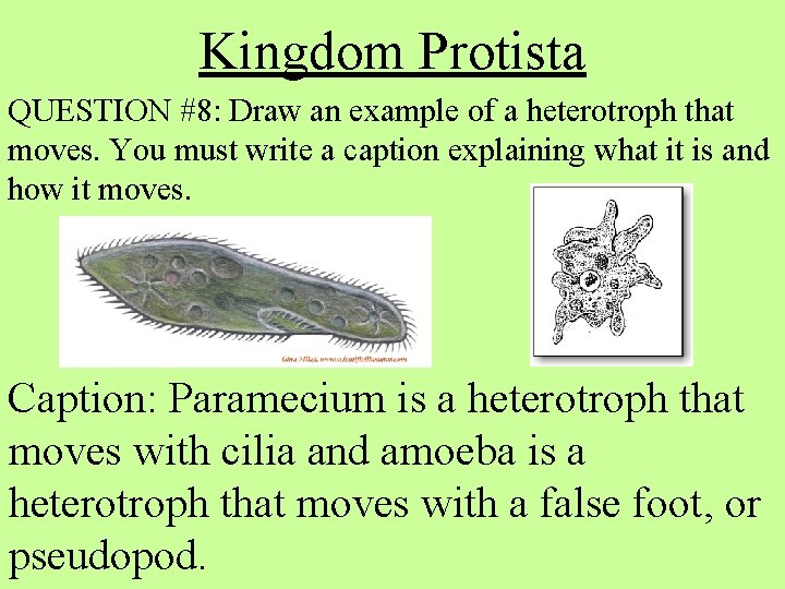 Kingdom Protista QUESTION #8: Draw an example of a heterotroph that moves. You must