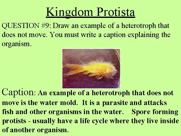Kingdom Protista QUESTION #9: Draw an example of a heterotroph that does not move.