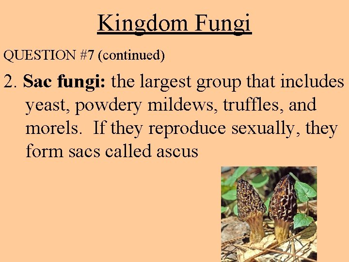 Kingdom Fungi QUESTION #7 (continued) 2. Sac fungi: the largest group that includes yeast,
