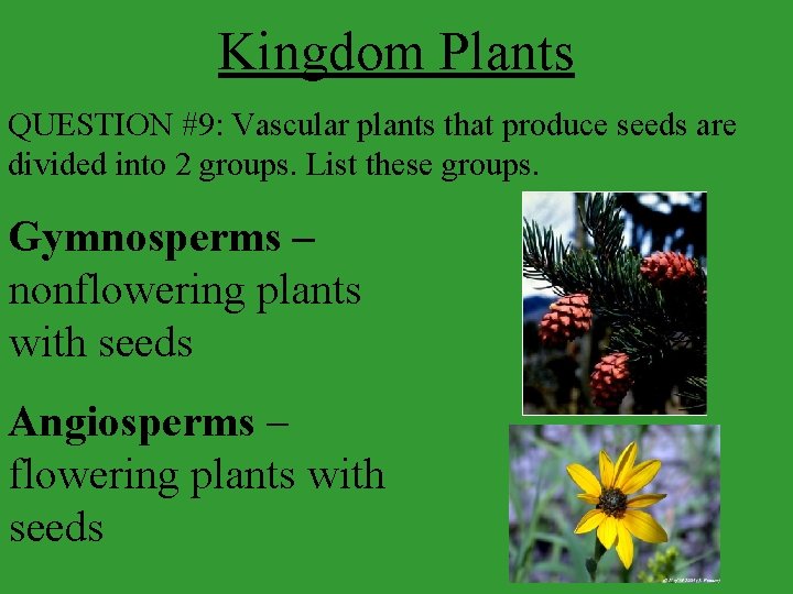 Kingdom Plants QUESTION #9: Vascular plants that produce seeds are divided into 2 groups.