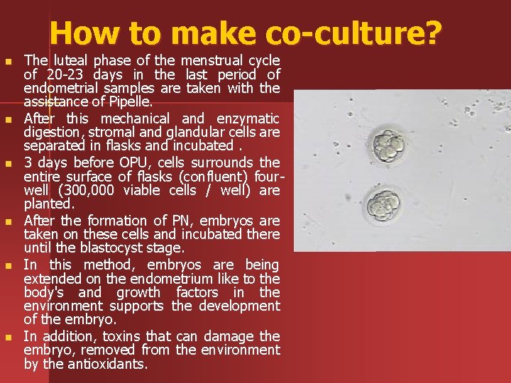 How to make co-culture? n n n The luteal phase of the menstrual cycle