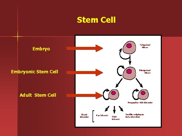 Stem Cell Totipotent Hücre Embryonic Stem Cell Pluripotent Hücre Adult Stem Cell Kan Hücreleri