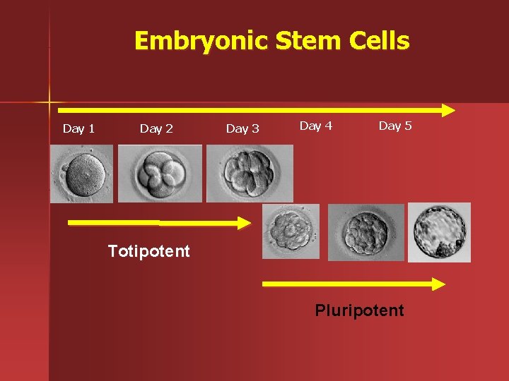 Embryonic Stem Cells Day 1 Day 2 Day 3 Day 4 Day 5 Totipotent