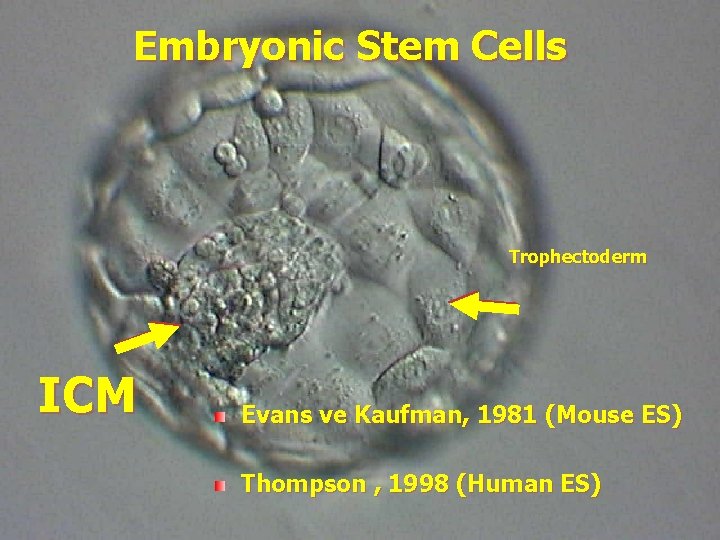 Embryonic Stem Cells Trophectoderm ICM Evans ve Kaufman, 1981 (Mouse ES) Thompson , 1998