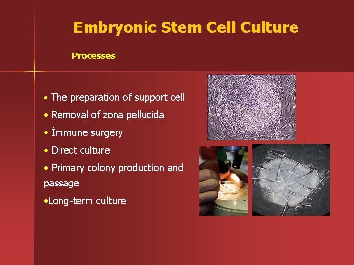Embryonic Stem Cell Culture Processes • The preparation of support cell • Removal of