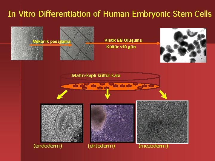 In Vitro Differentiation of Human Embryonic Stem Cells Mekanik pasajlama Kistik EB Oluşumu Kültür