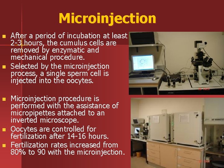 Microinjection n n After a period of incubation at least 2 -3 hours, the