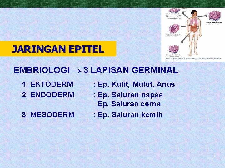 JARINGAN EPITEL EMBRIOLOGI 3 LAPISAN GERMINAL 1. EKTODERM 2. ENDODERM 3. MESODERM : Ep.