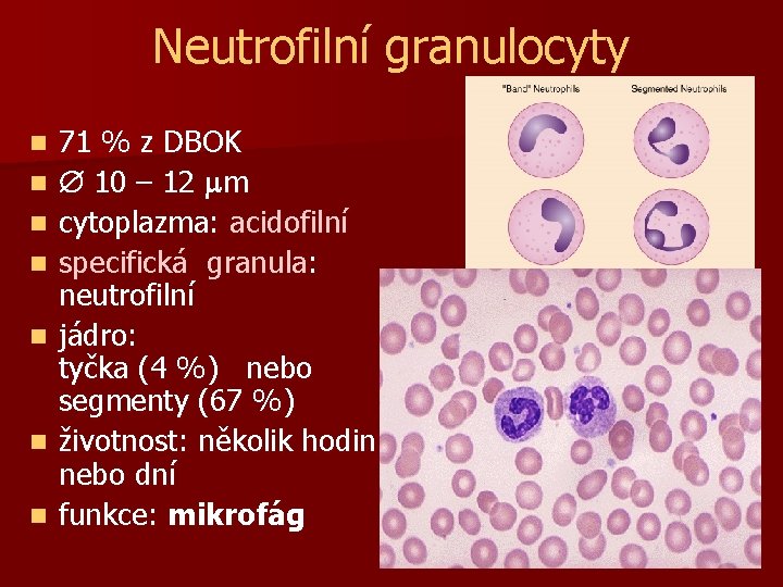 Neutrofilní granulocyty n n n n 71 % z DBOK 10 – 12 m