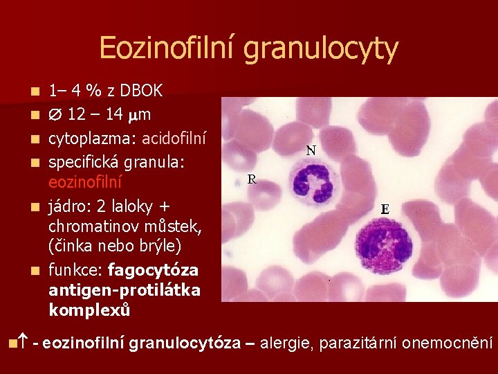 Eozinofilní granulocyty n n n 1– 4 % z DBOK 12 – 14 m