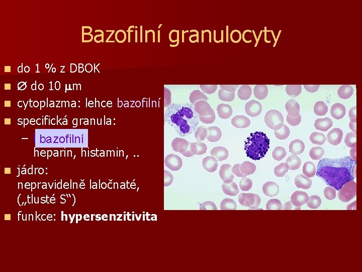 Bazofilní granulocyty n n n do 1 % z DBOK do 10 m cytoplazma: