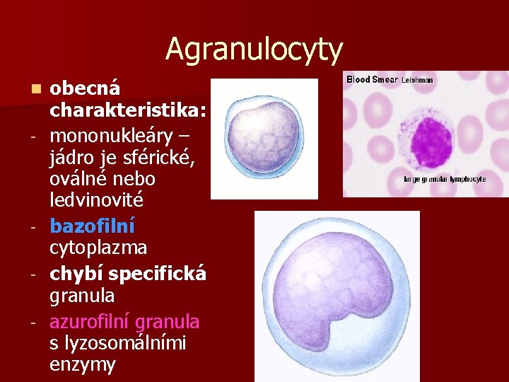 Agranulocyty n - - obecná charakteristika: mononukleáry – jádro je sférické, oválné nebo ledvinovité