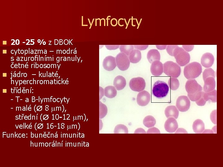 Lymfocyty 20 -25 % z DBOK cytoplazma – modrá s azurofilními granuly, četné ribosomy