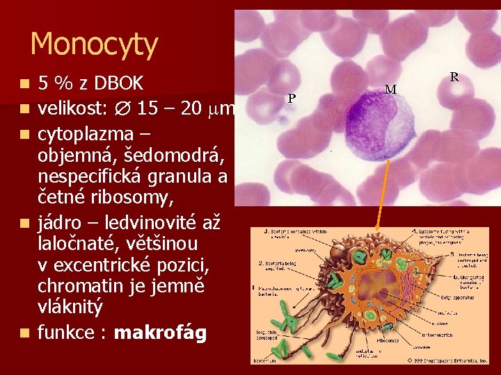 Monocyty n n n 5 % z DBOK velikost: 15 – 20 m cytoplazma