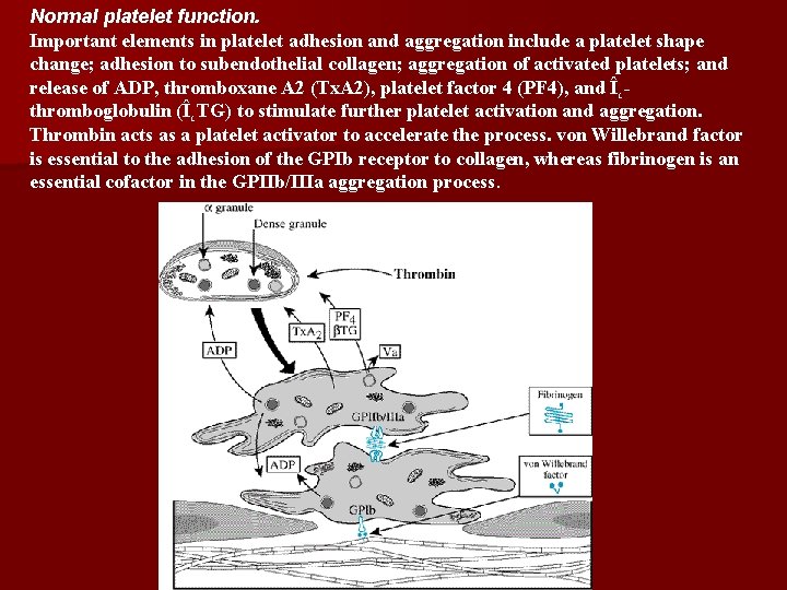 Normal platelet function. Important elements in platelet adhesion and aggregation include a platelet shape