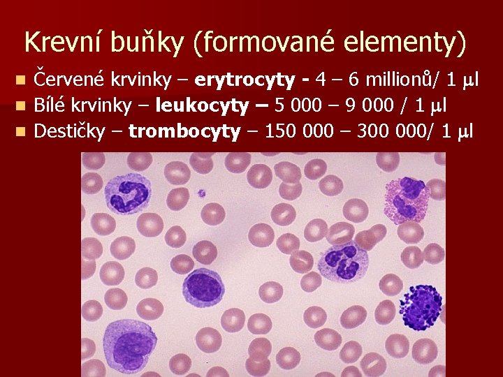 Krevní buňky (formované elementy) Červené krvinky – erytrocyty - 4 – 6 millionů/ 1