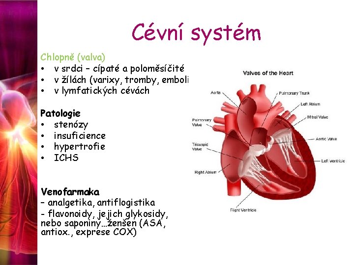 Cévní systém Chlopně (valva) • v srdci – cípaté a poloměsíčité • v žílách