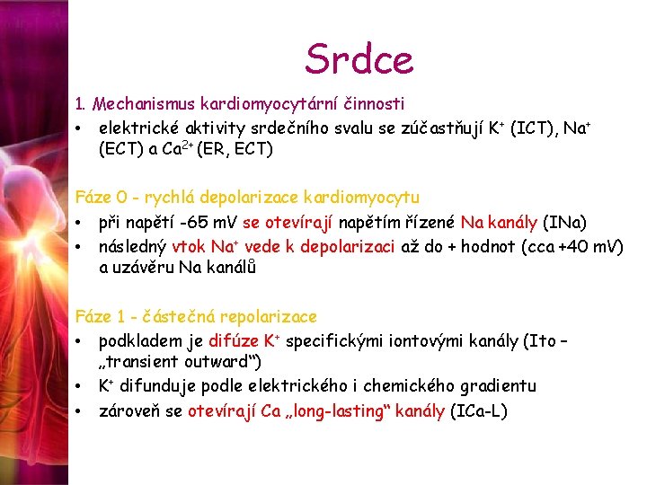 Srdce 1. Mechanismus kardiomyocytární činnosti • elektrické aktivity srdečního svalu se zúčastňují K+ (ICT),