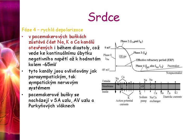 Srdce Fáze 4 – rychlá depolarizace • v pacemakerových buňkách zůstává část Na, K