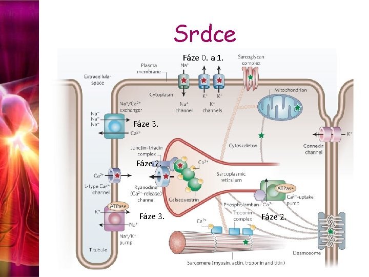 Srdce Fáze 0. a 1. Fáze 3. Fáze 2. 