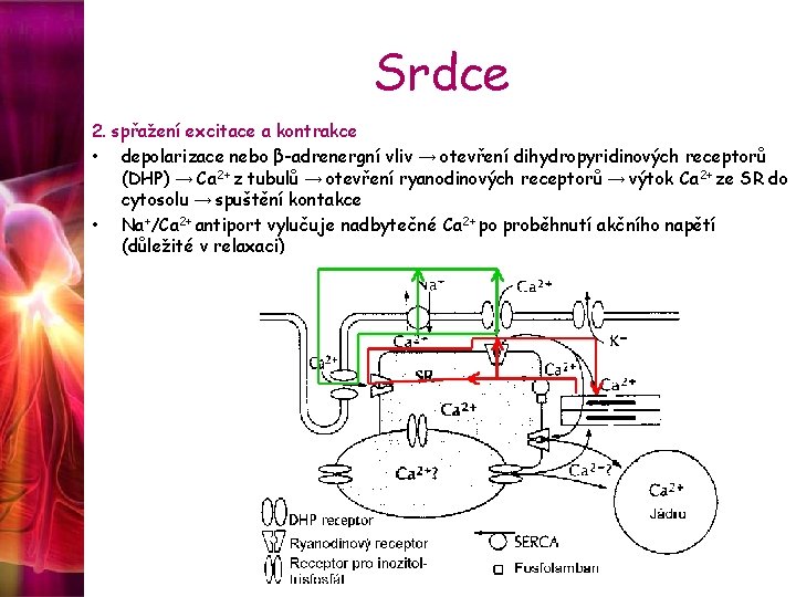 Srdce 2. spřažení excitace a kontrakce • depolarizace nebo β-adrenergní vliv → otevření dihydropyridinových