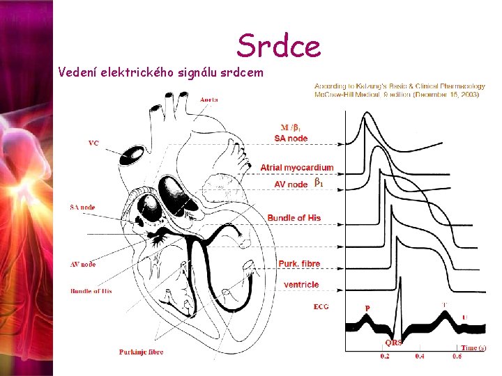 Srdce Vedení elektrického signálu srdcem 