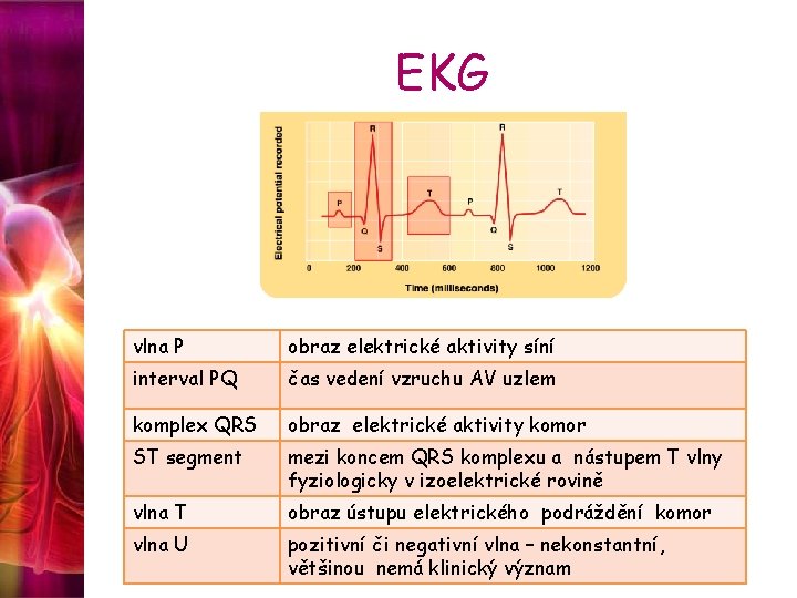 EKG vlna P obraz elektrické aktivity síní interval PQ čas vedení vzruchu AV uzlem