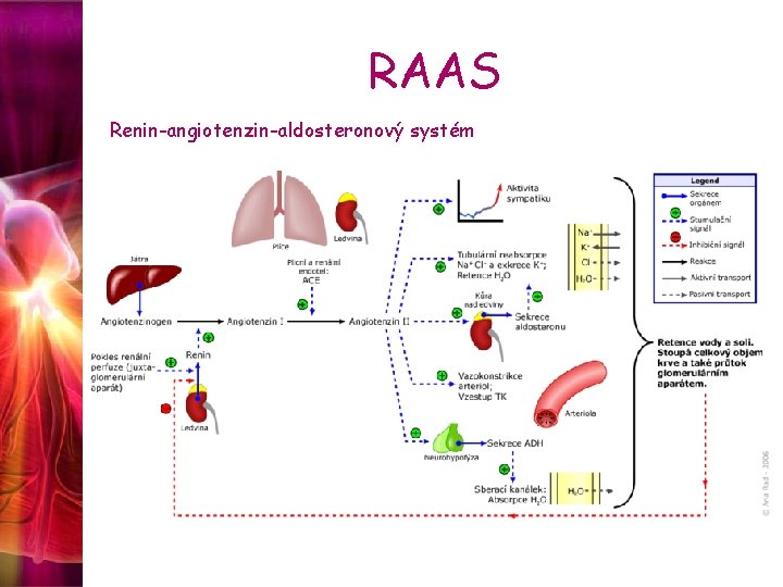 RAAS Renin-angiotenzin-aldosteronový systém 