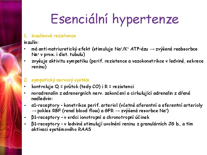 Esenciální hypertenze 1. inzulinová rezistence inzulín: • má anti-natriuretický efekt (stimuluje Na+/K+ ATP-ázu →