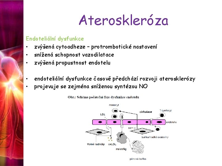 Ateroskleróza Endoteliální dysfunkce • zvýšená cytoadheze – protrombotické nastavení • snížená schopnost vazodilatace •