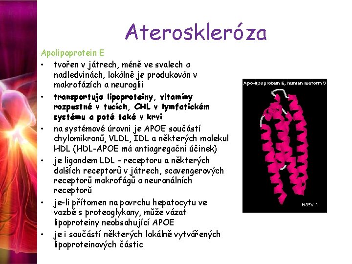 Ateroskleróza Apolipoprotein E • tvořen v játrech, méně ve svalech a nadledvinách, lokálně je