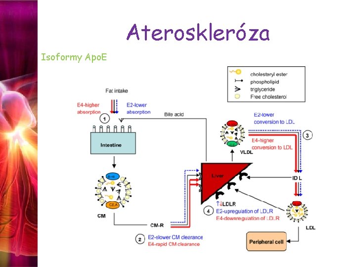 Ateroskleróza Isoformy Apo. E 