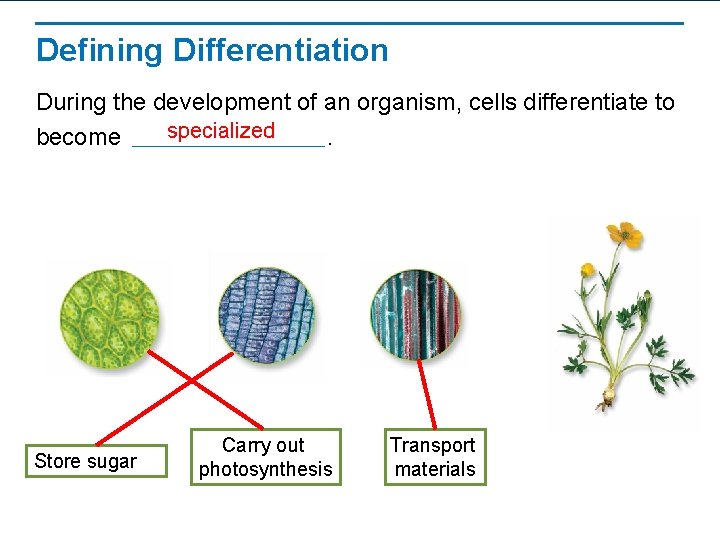 Defining Differentiation During the development of an organism, cells differentiate to specialized become. Store