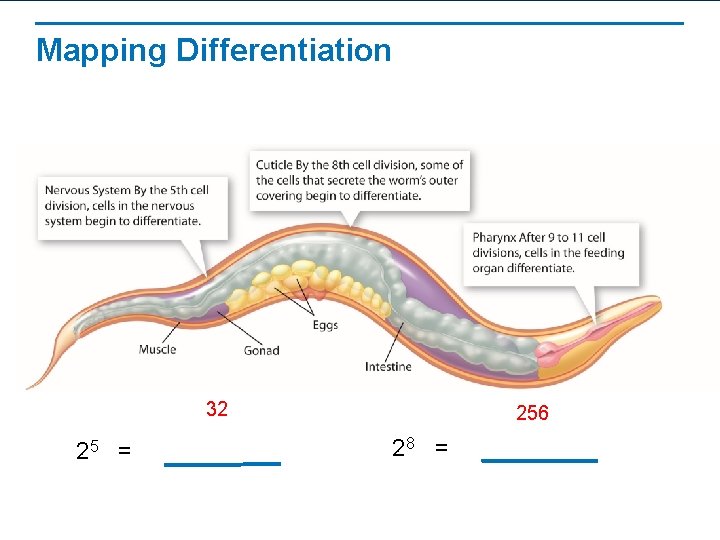 Mapping Differentiation 32 25 = 256 28 = 