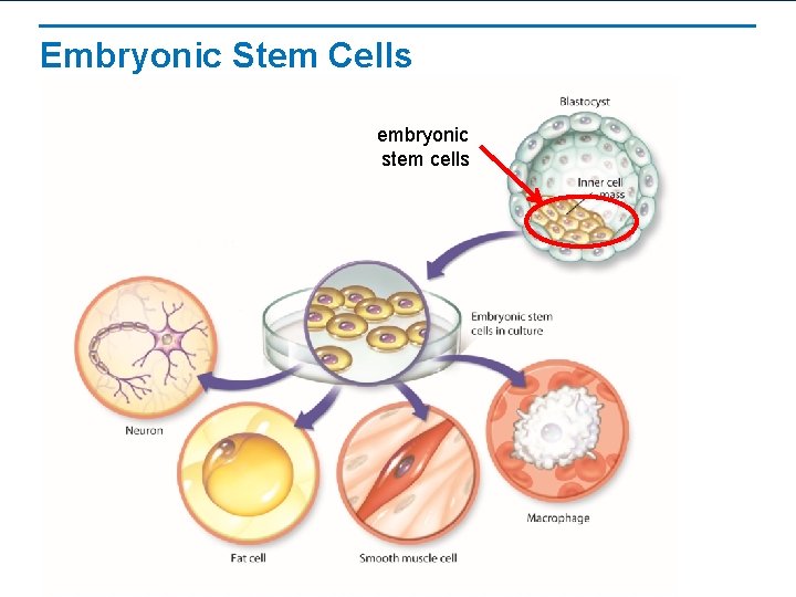 Embryonic Stem Cells embryonic stem cells 