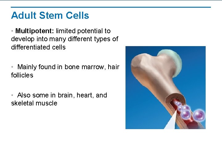 Adult Stem Cells • Multipotent: limited potential to develop into many different types of