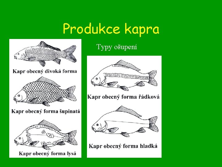 Produkce kapra Typy ošupení 