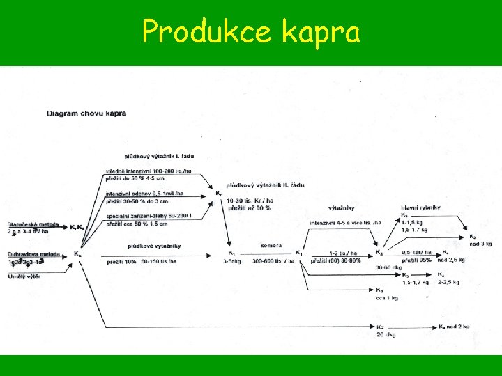 Produkce kapra 