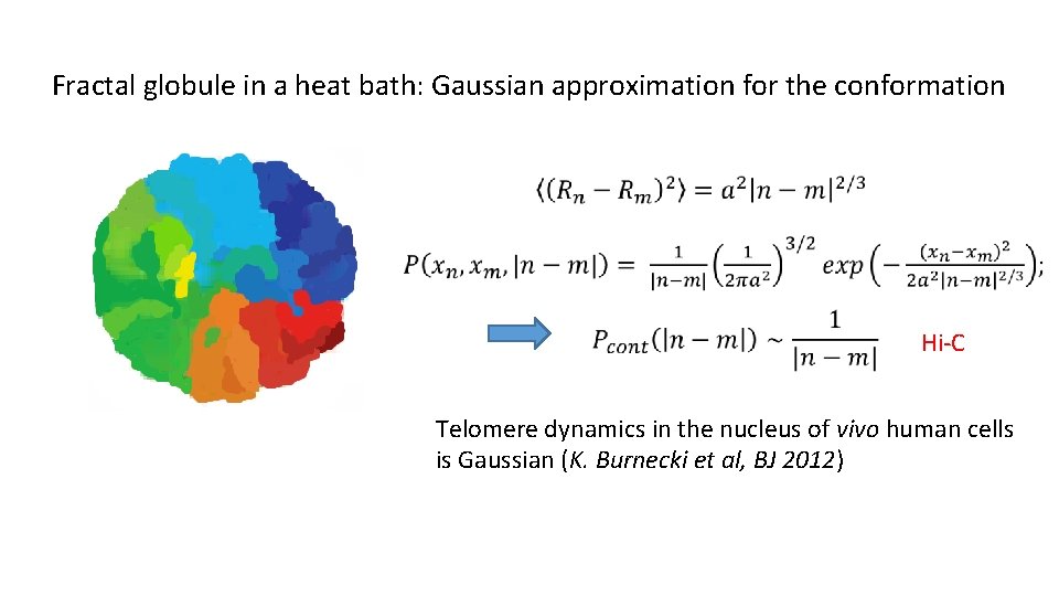 Fractal globule in a heat bath: Gaussian approximation for the conformation Hi-C Telomere dynamics