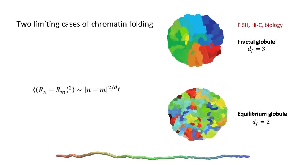 Two limiting cases of chromatin folding FISH, Hi-C, biology Fractal globule Equilibrium globule 