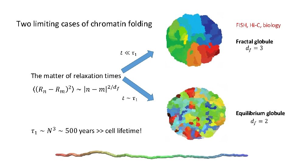 Two limiting cases of chromatin folding FISH, Hi-C, biology Fractal globule The matter of