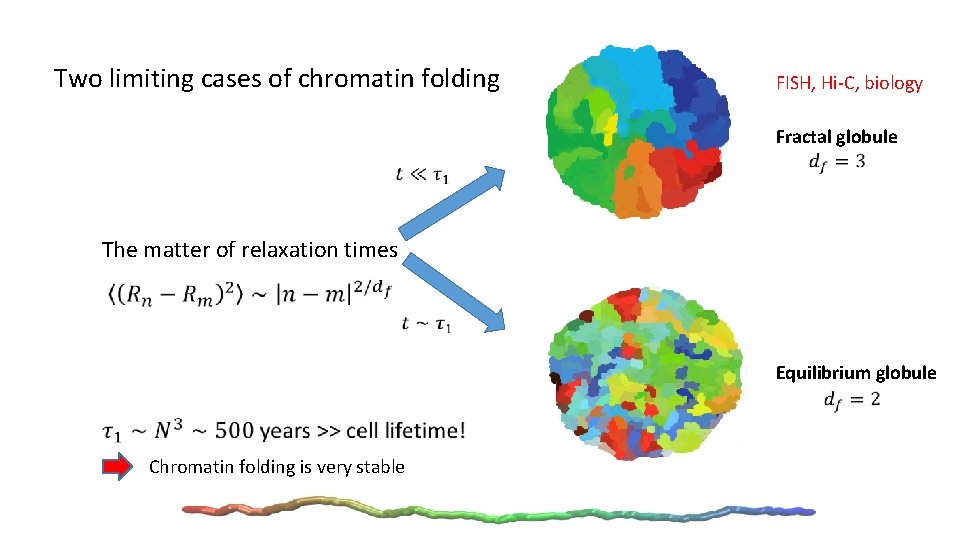 Two limiting cases of chromatin folding FISH, Hi-C, biology Fractal globule The matter of