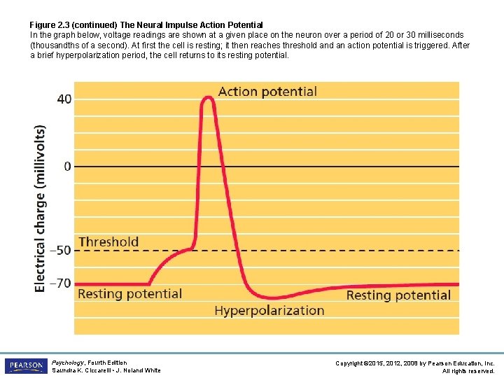 Figure 2. 3 (continued) The Neural Impulse Action Potential In the graph below, voltage