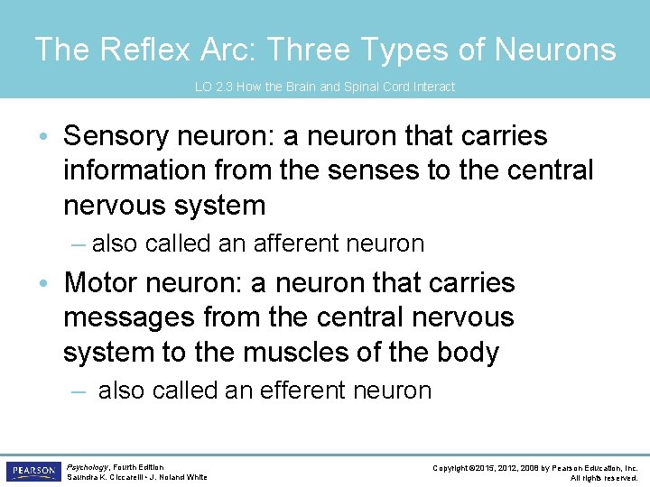 The Reflex Arc: Three Types of Neurons LO 2. 3 How the Brain and