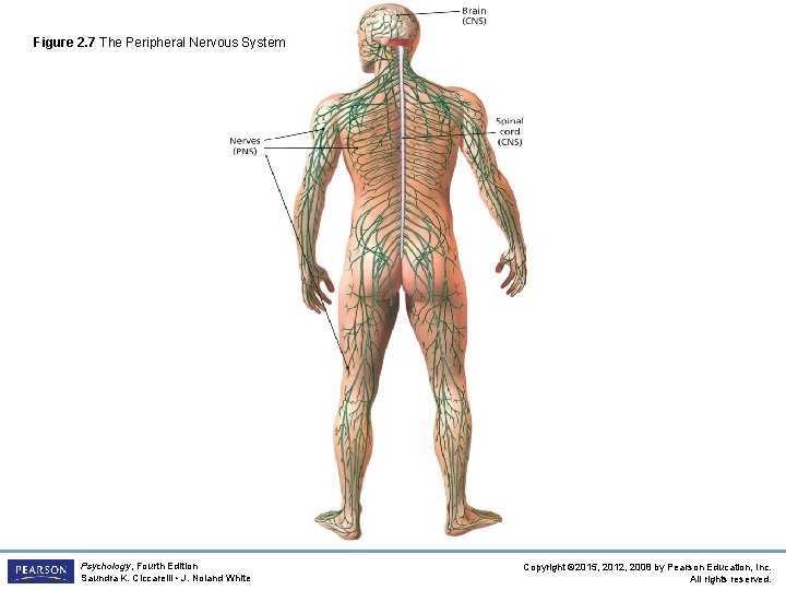 Figure 2. 7 The Peripheral Nervous System Psychology, Fourth Edition Saundra K. Ciccarelli •