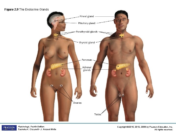 Figure 2. 9 The Endocrine Glands Psychology, Fourth Edition Saundra K. Ciccarelli • J.