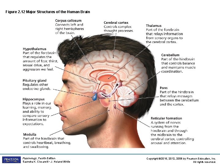 Figure 2. 12 Major Structures of the Human Brain Psychology, Fourth Edition Saundra K.